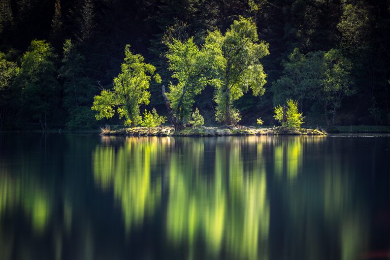 Glencoe Lochan Tree